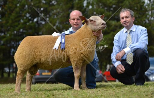 Reserve Champion at the Charollais Sheep Premierowned shown by Jeremy Aiken with Danske Bank Sponsor Andrew Tecey